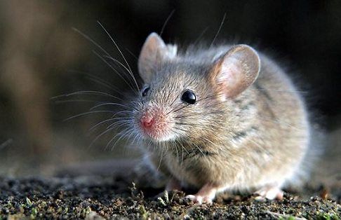 rats control services in Hyderabad