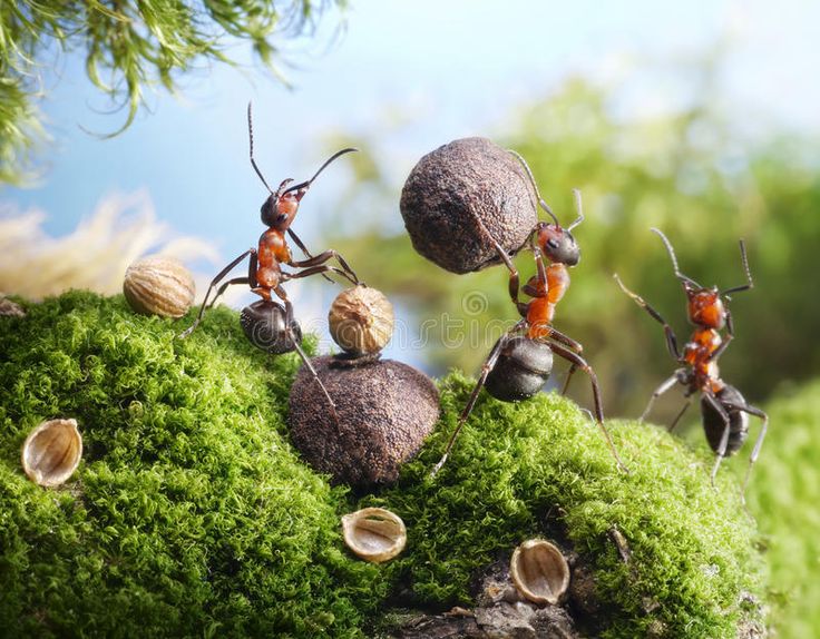 ant control services in hyderabad