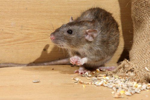 rat control services in hyderabad