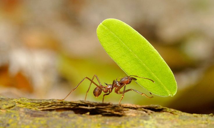 ant control services