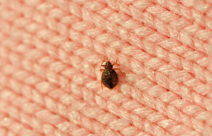 bed bugs control services