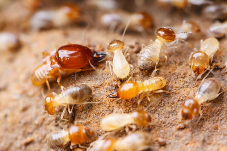 termite control services in hyderabad