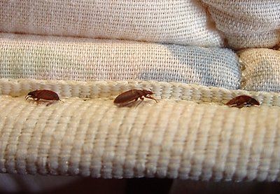 bed bug services in Hyderabad