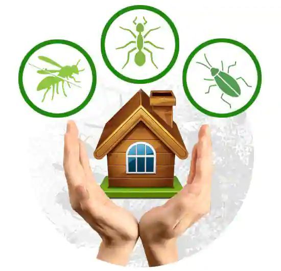 termite control services in hyderabad